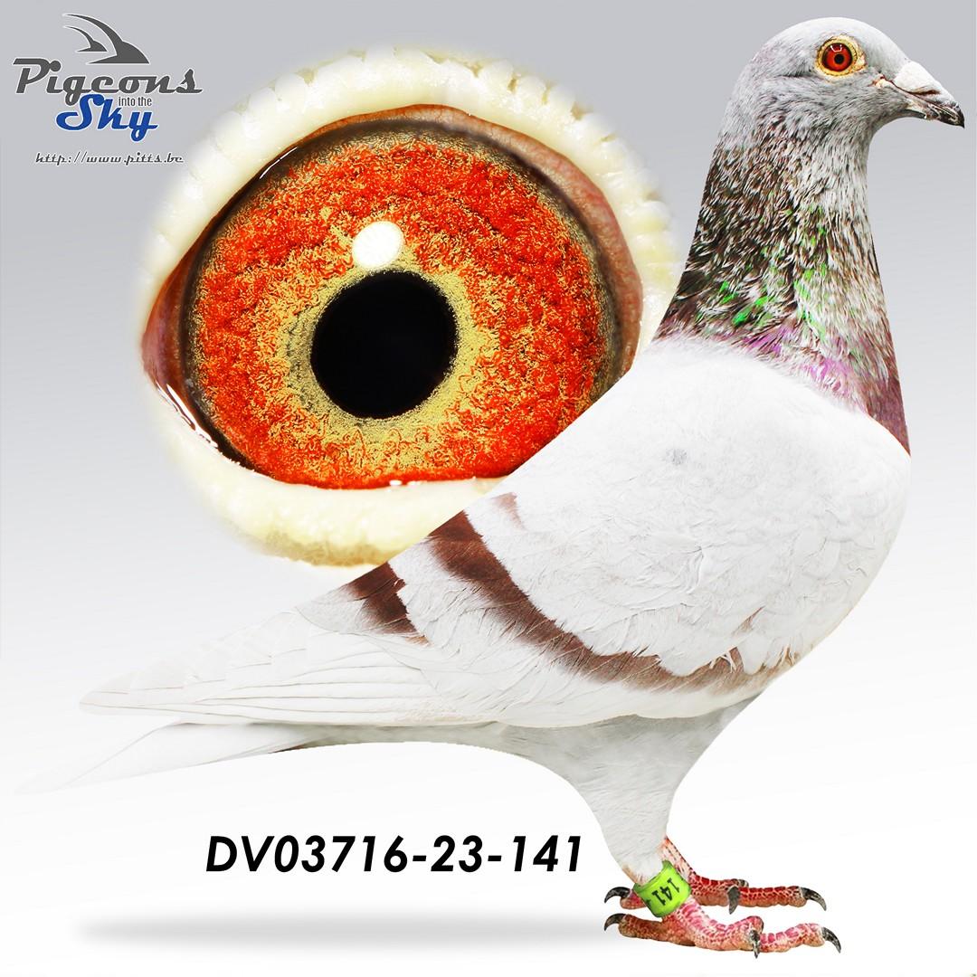 Zoon Jackpot x Dochter Miracle Lady 