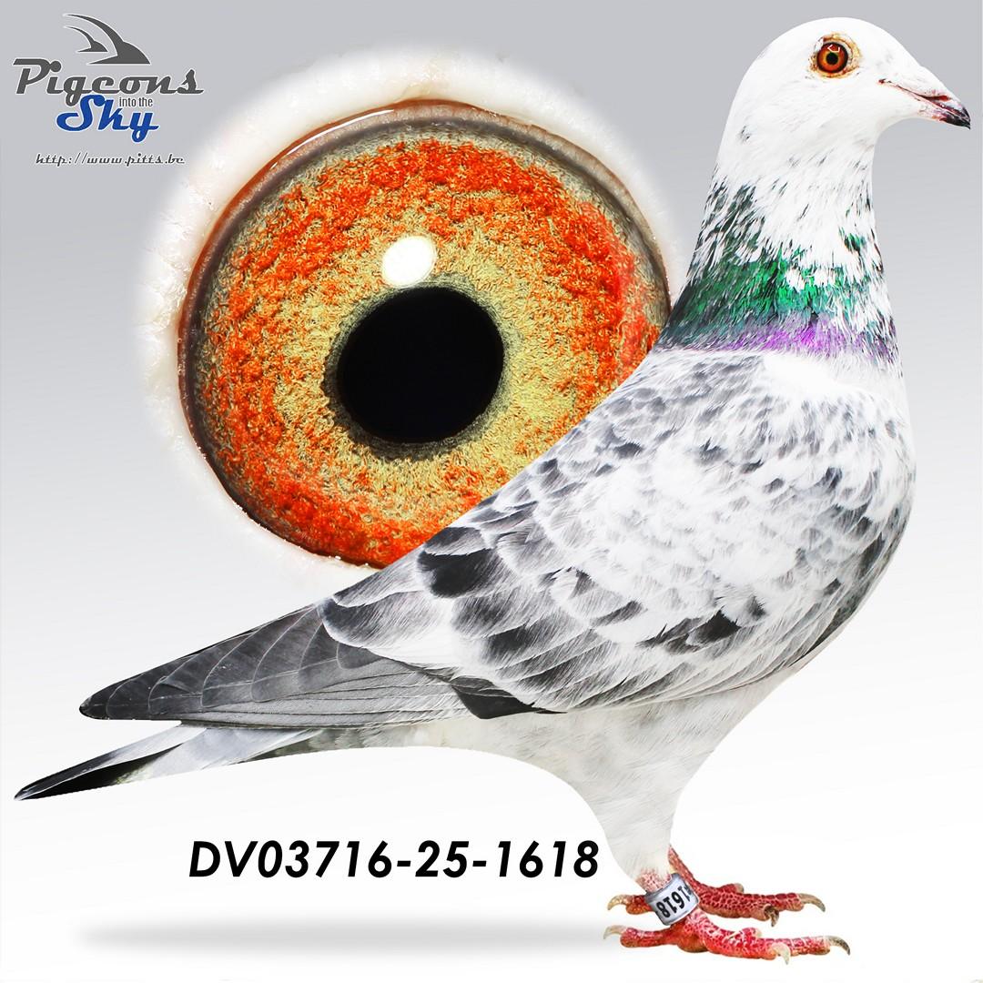 Lijn White Man x Toplijn Kittel 