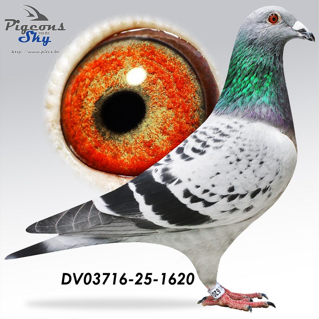 Kleinzoon Special One x Toplijn Jef 