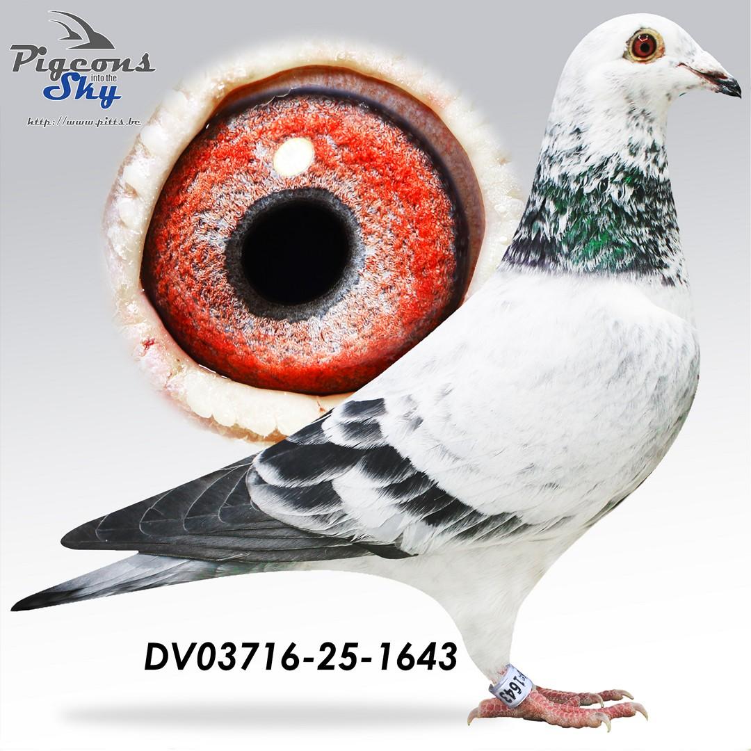 Grizzle 443 x Inteelt Best Kittel 