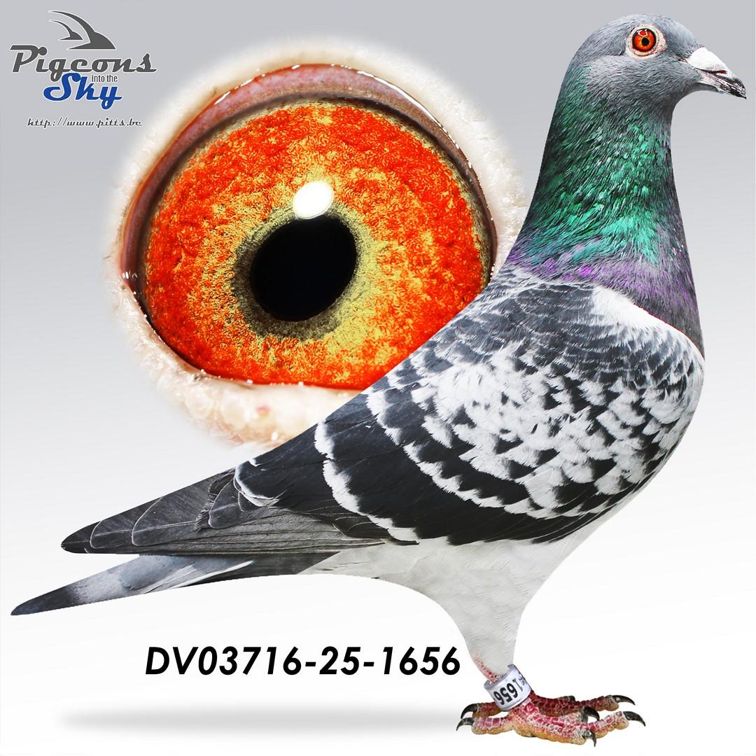 Kleinzoon Porsche 911 x Toplijn Porsche 911 