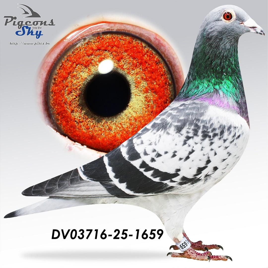 Kleinzoon Jef x Toplijn Champ 