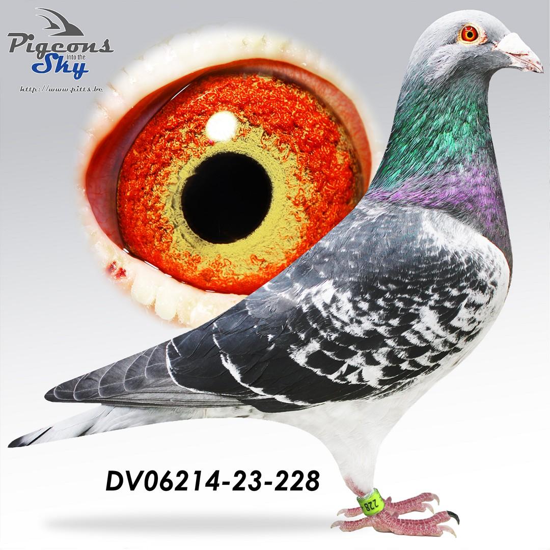 Kleinzoon Di Caprio x Inteelt Best Kittel 