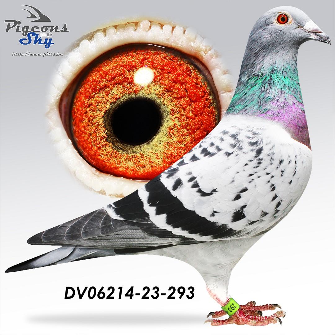 Kleinzoon Wonderboy x Dochter Polidourreke 