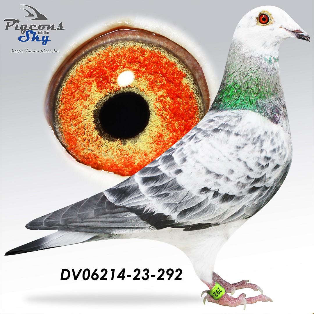 Zoon White Man x Dochter zoon Best Kittel II 