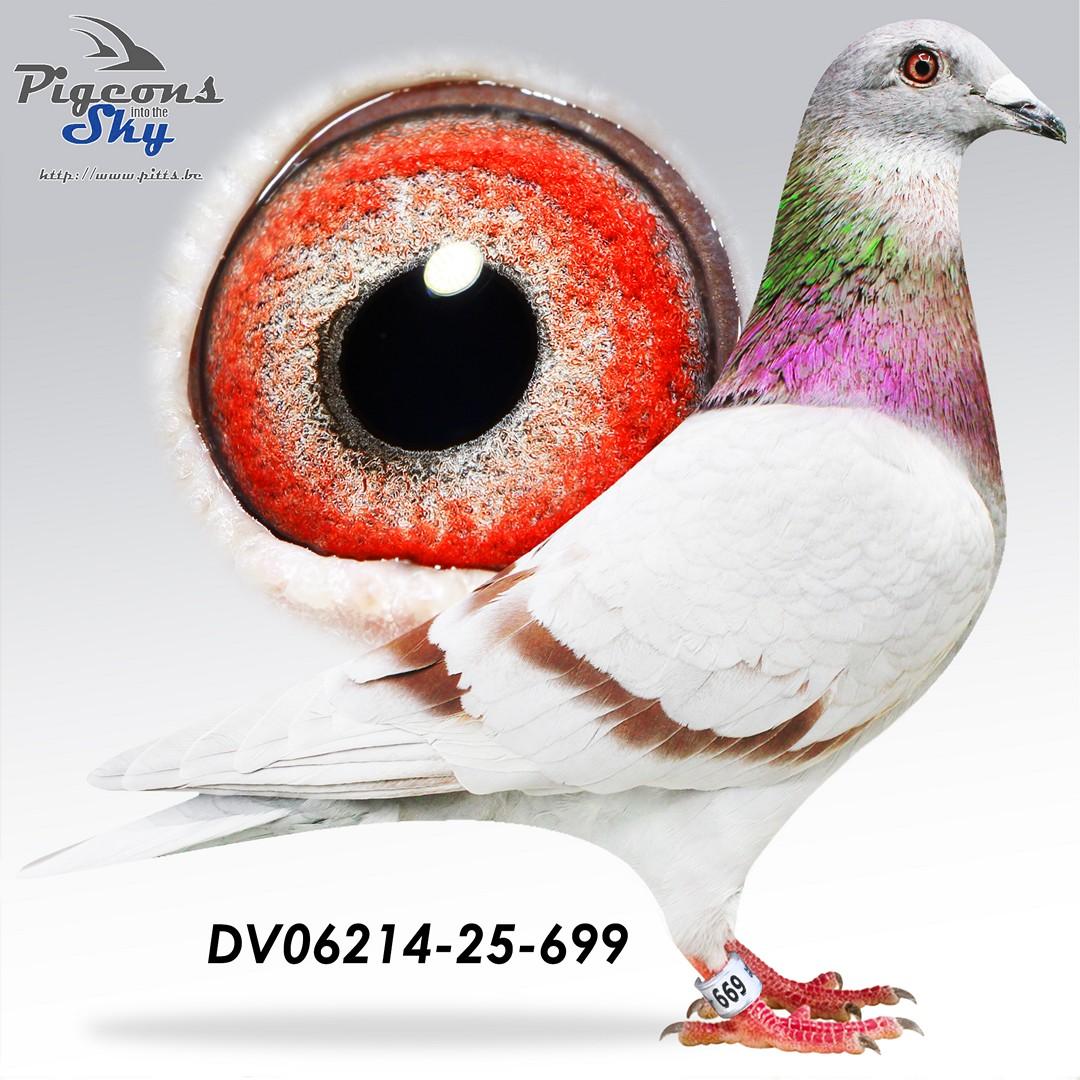 Broer Olympic Boy x Dochter Jackpot 