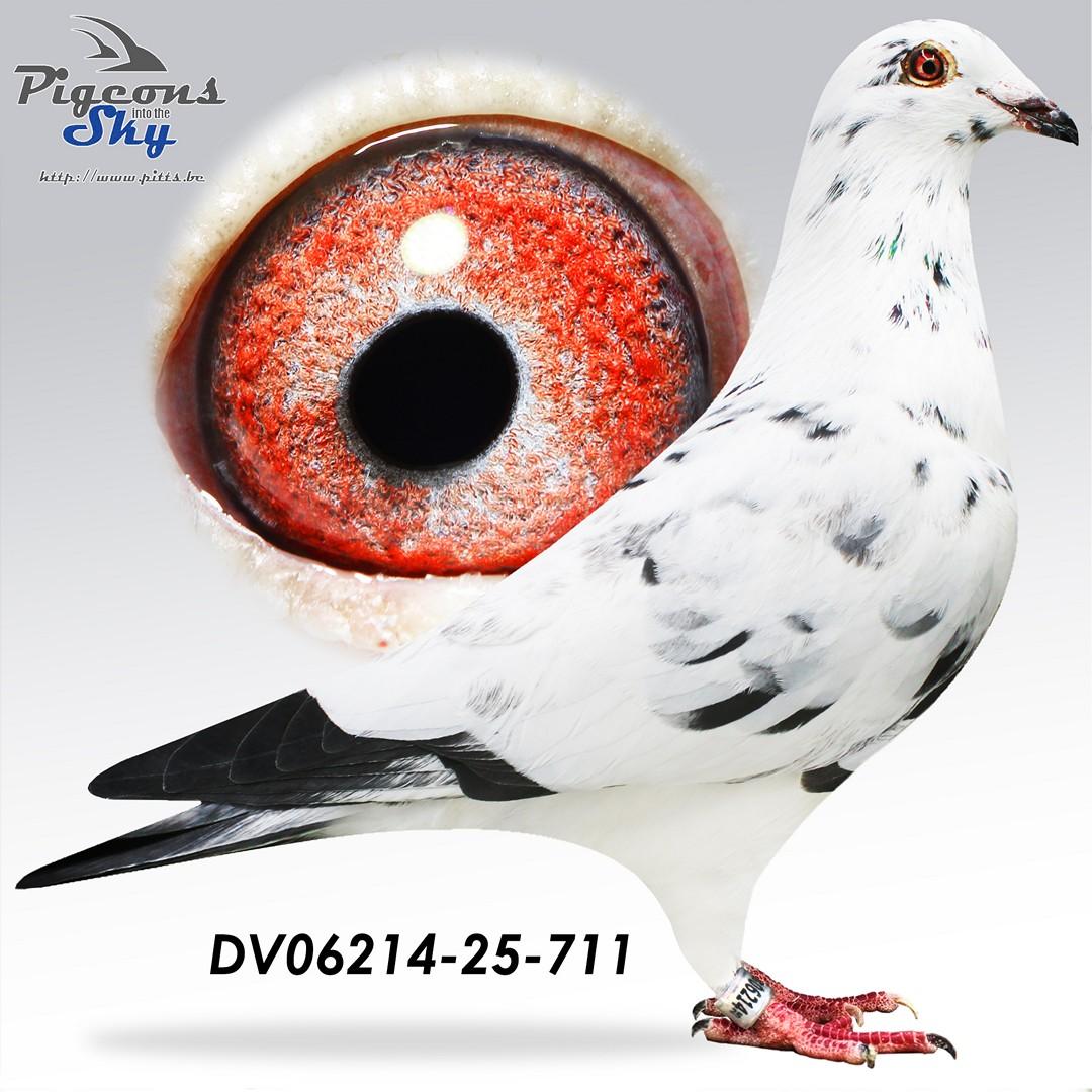 Kleinzoon Grizzle BK x Inteelt Goed Grijs 