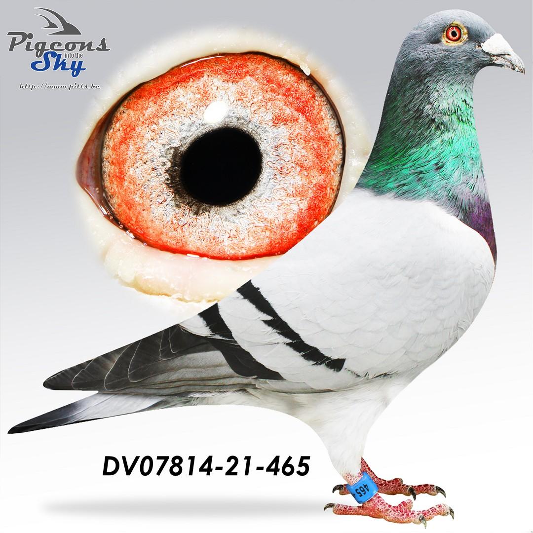 Zoon Golden Prince x Dochter Golden Princess 