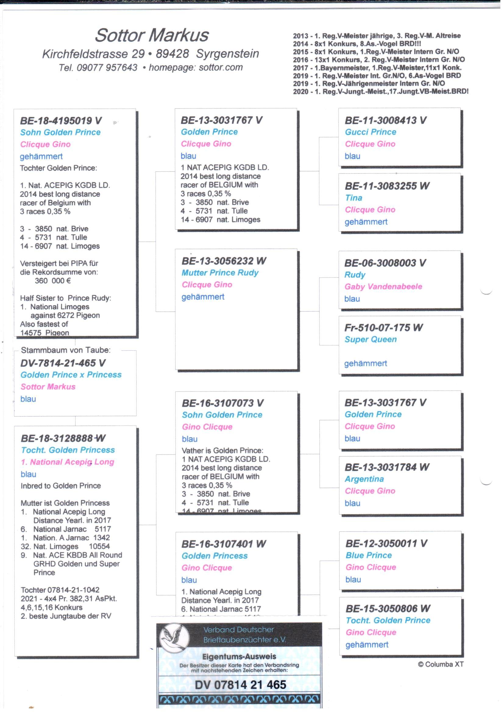pedigree Zoon Golden Prince x Dochter Golden Princess 