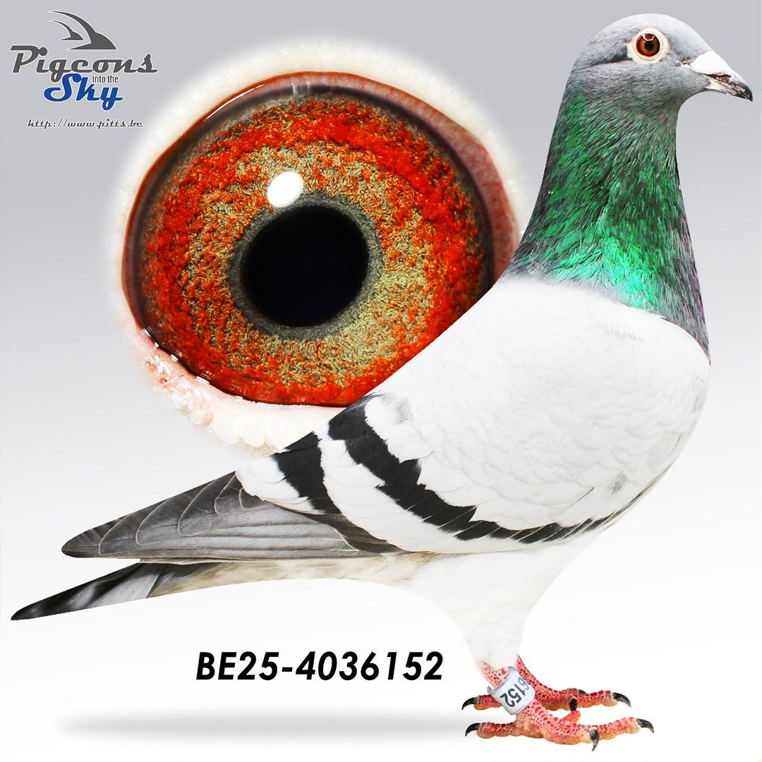 Blue 416 x Inteelt Finn 