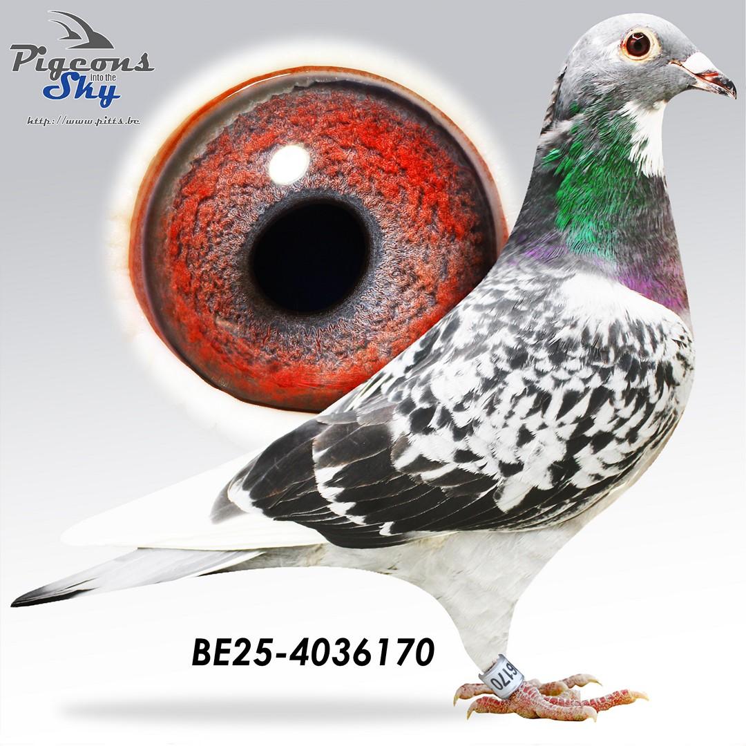 Kaasboer 474 x Blauw Ringo 