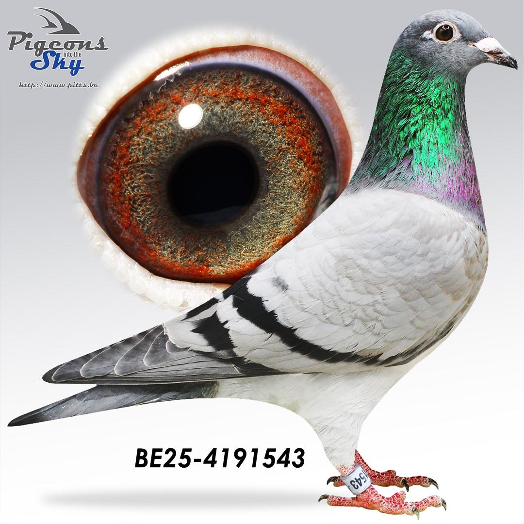 Blue 416 x Inteelt Finn 