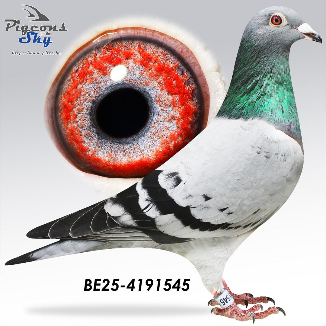 Finn all-in x Little Braveheart 