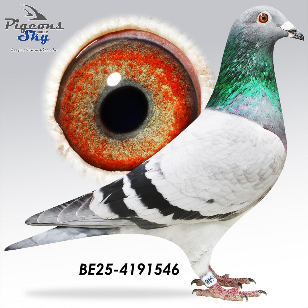 Blue 416 x Inteelt Finn 