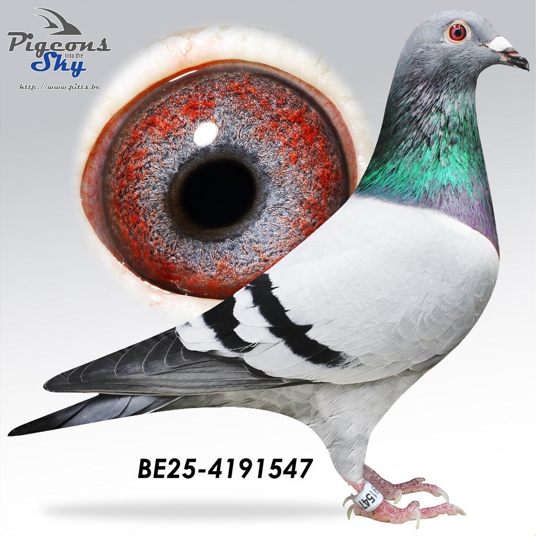 Camillo 119 x Dubbel Golden Prince 