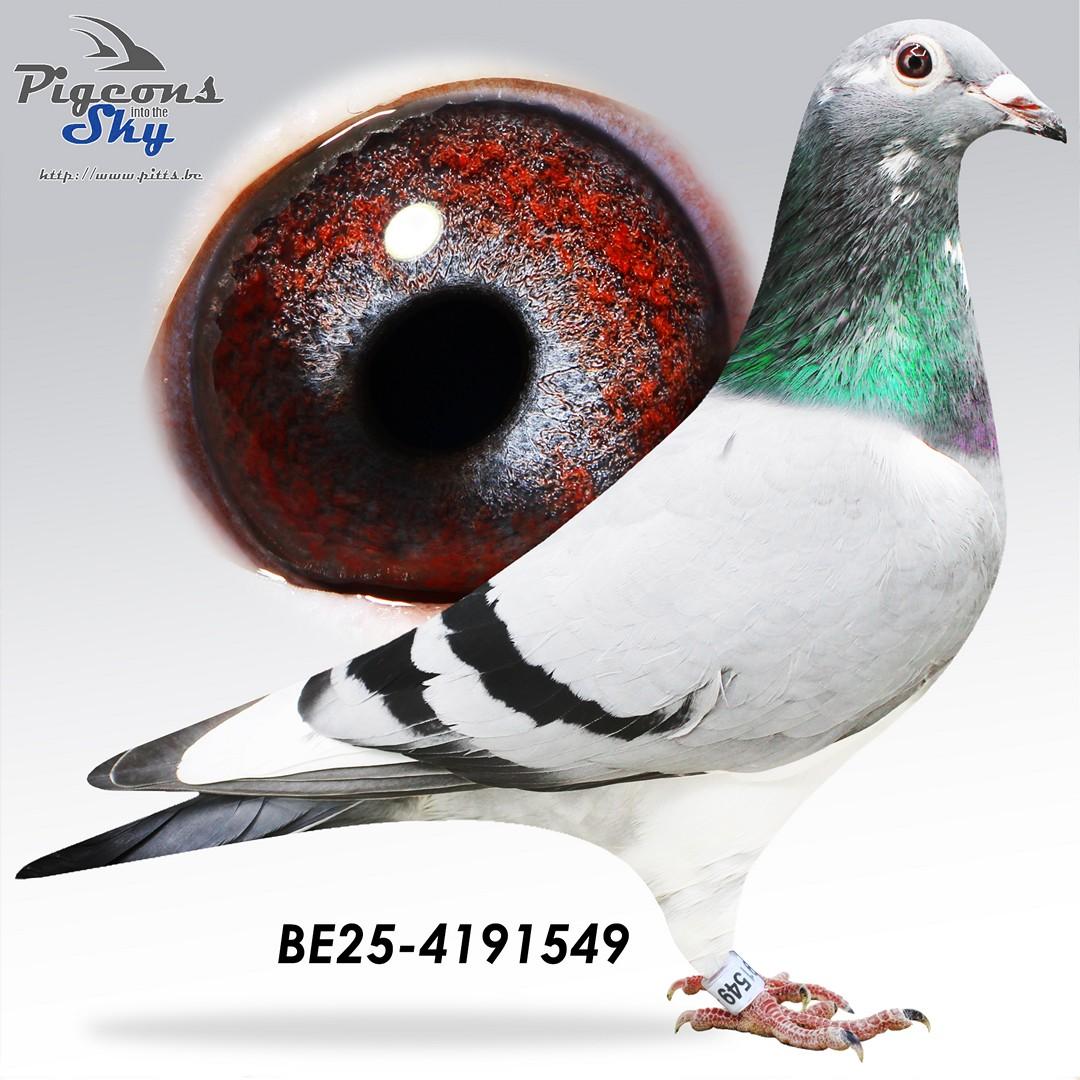 Bella Solange Porsch x Leona 429 