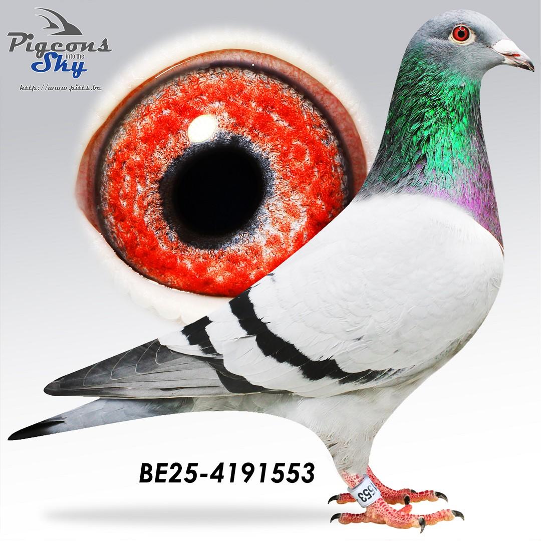 Benji 326 x Bold Eagle 