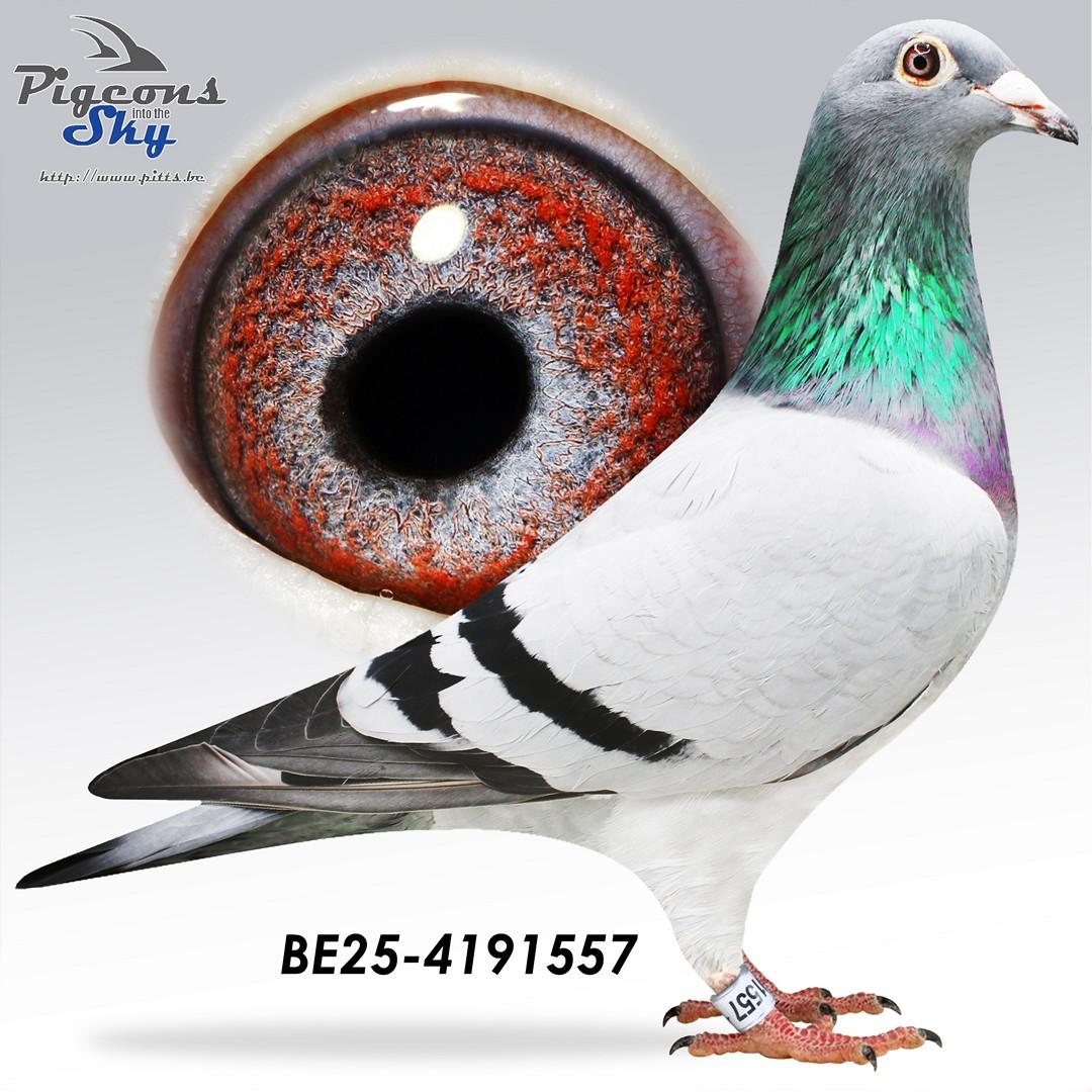 Bella Solange Porsch x Leona 429 