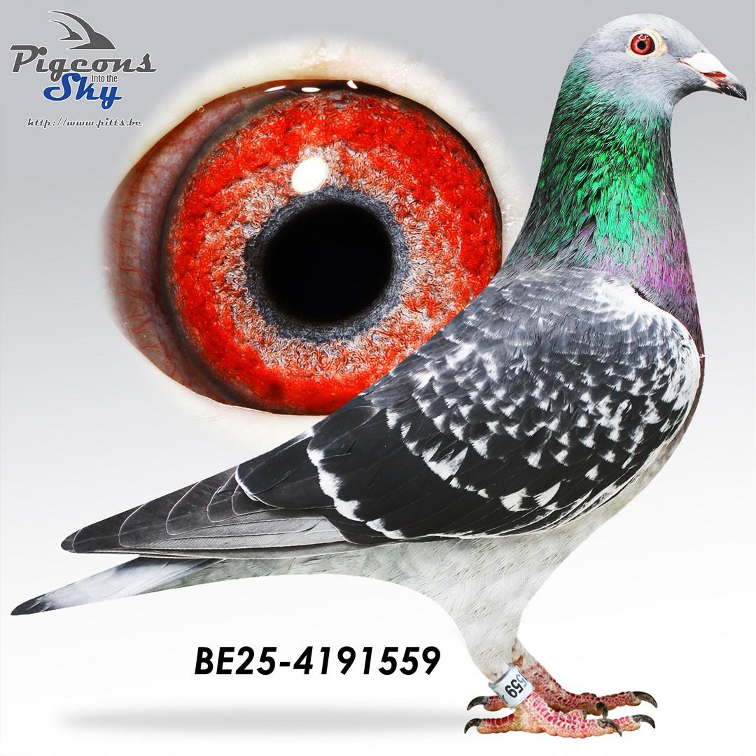 Finn all-in x Little Braveheart 