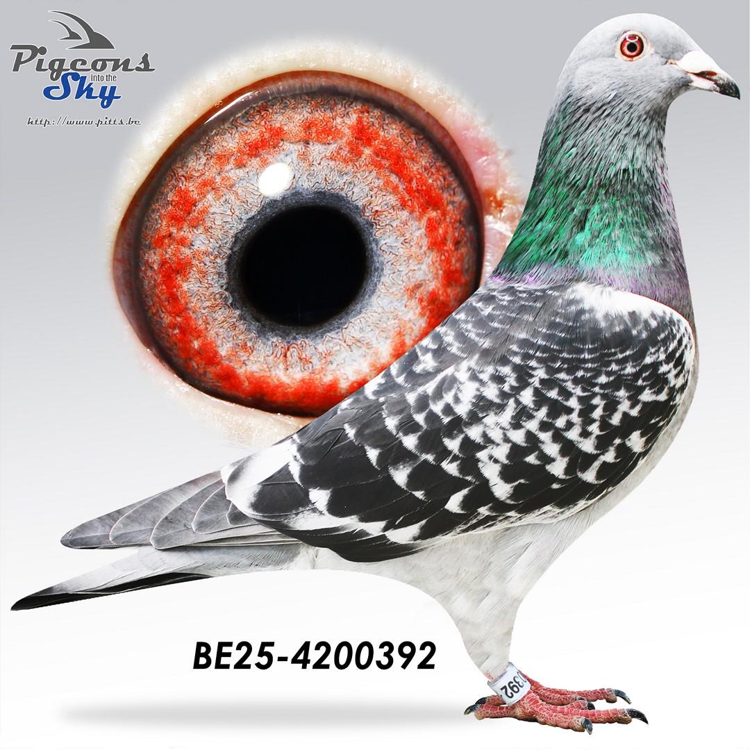 Finn all-in x Little Braveheart 