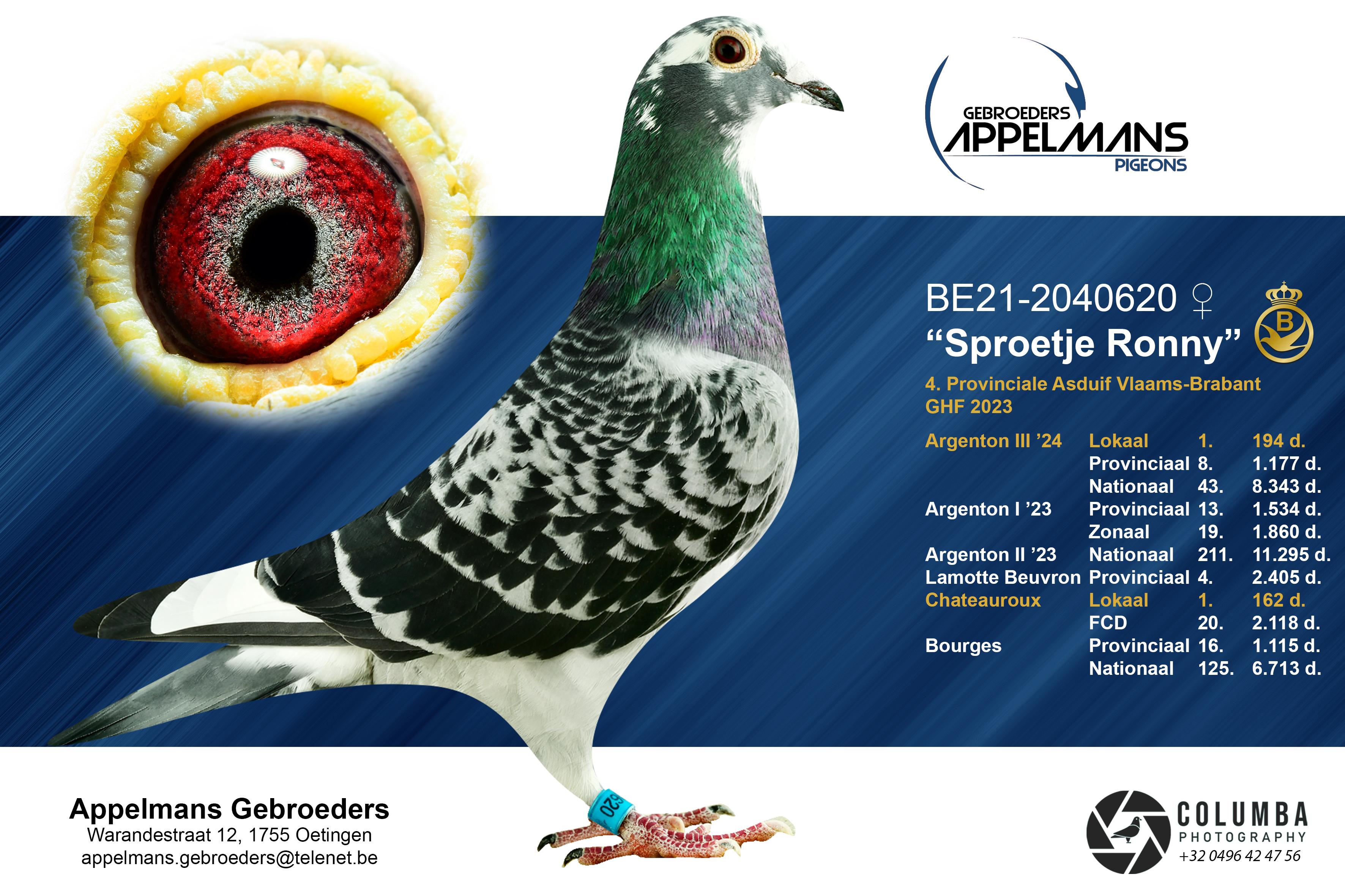 Appelmans Gebroeders (Oetingen) duif ter plaatse - Familie