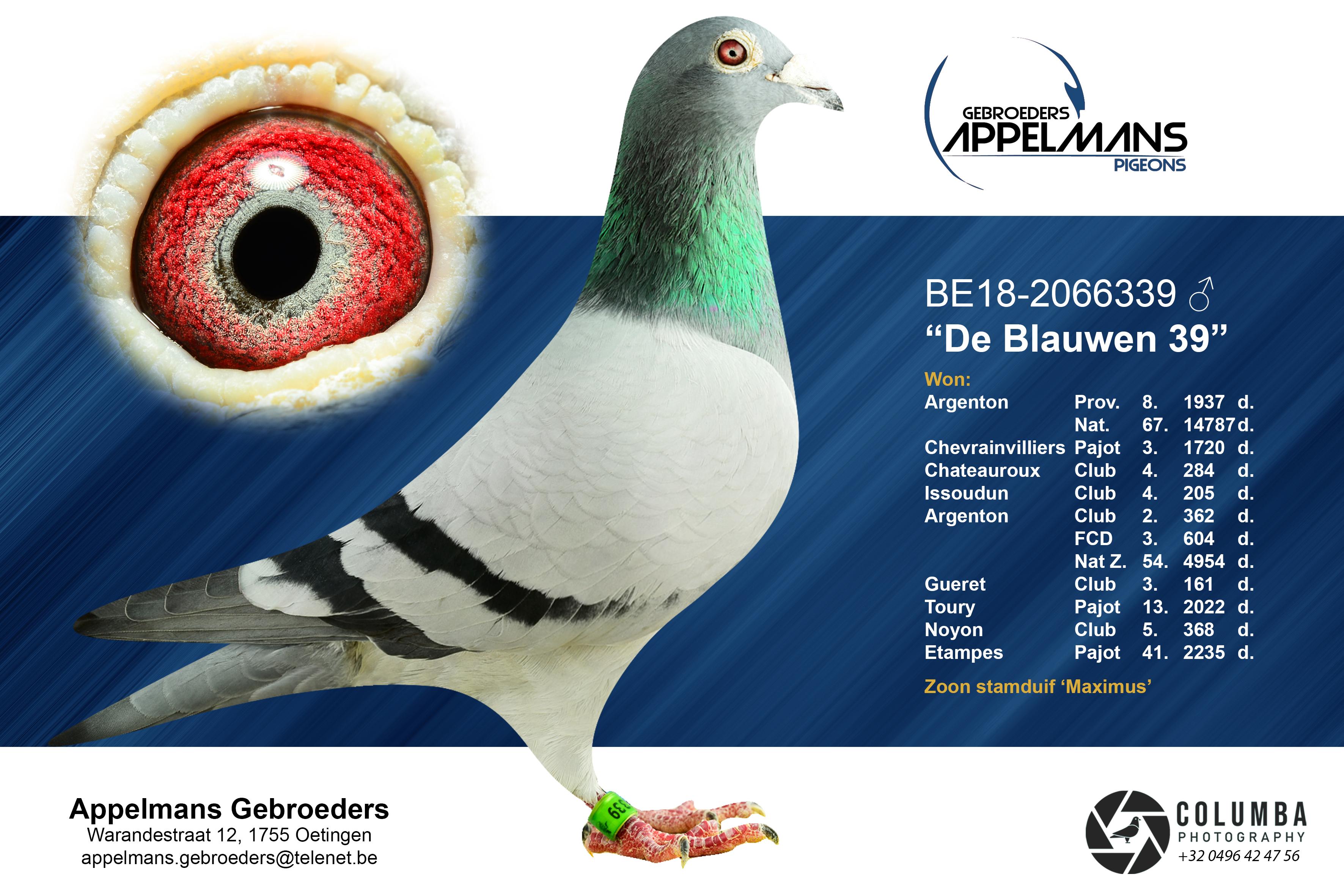 Appelmans Gebroeders (Oetingen) duif ter plaatse - Familie