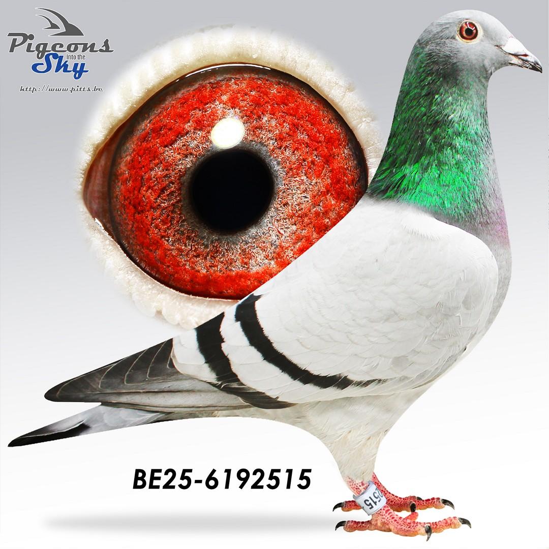 De Winter x King Arthur lijnen 