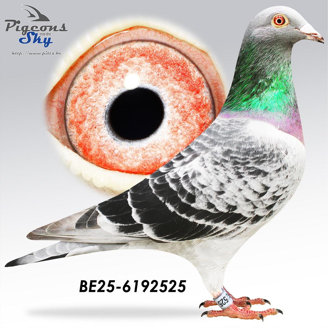 Elkemann Fierens III 