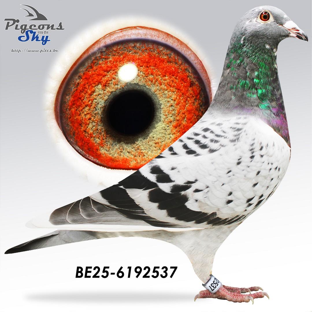 Goed Grijs Daniel 37 