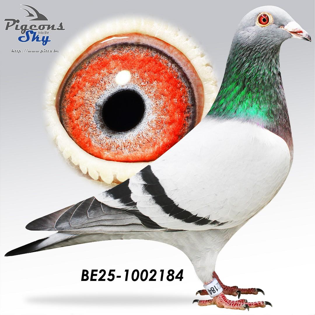 Zoon 3° Nat Marseille x Dochter moeder 1° Nat Libourne 