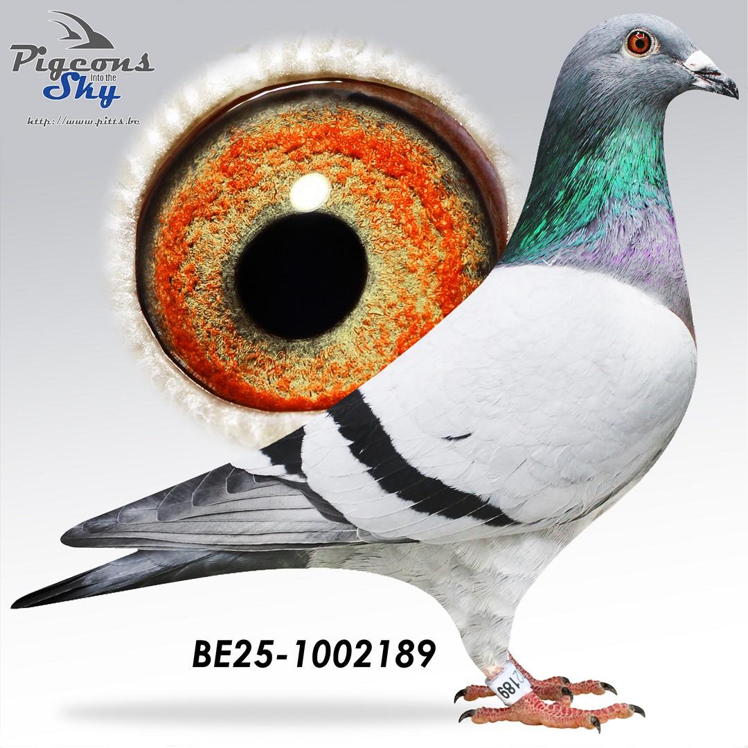 Zoon 3° Nat Marseille x Dochter moeder 1° Nat Libourne 