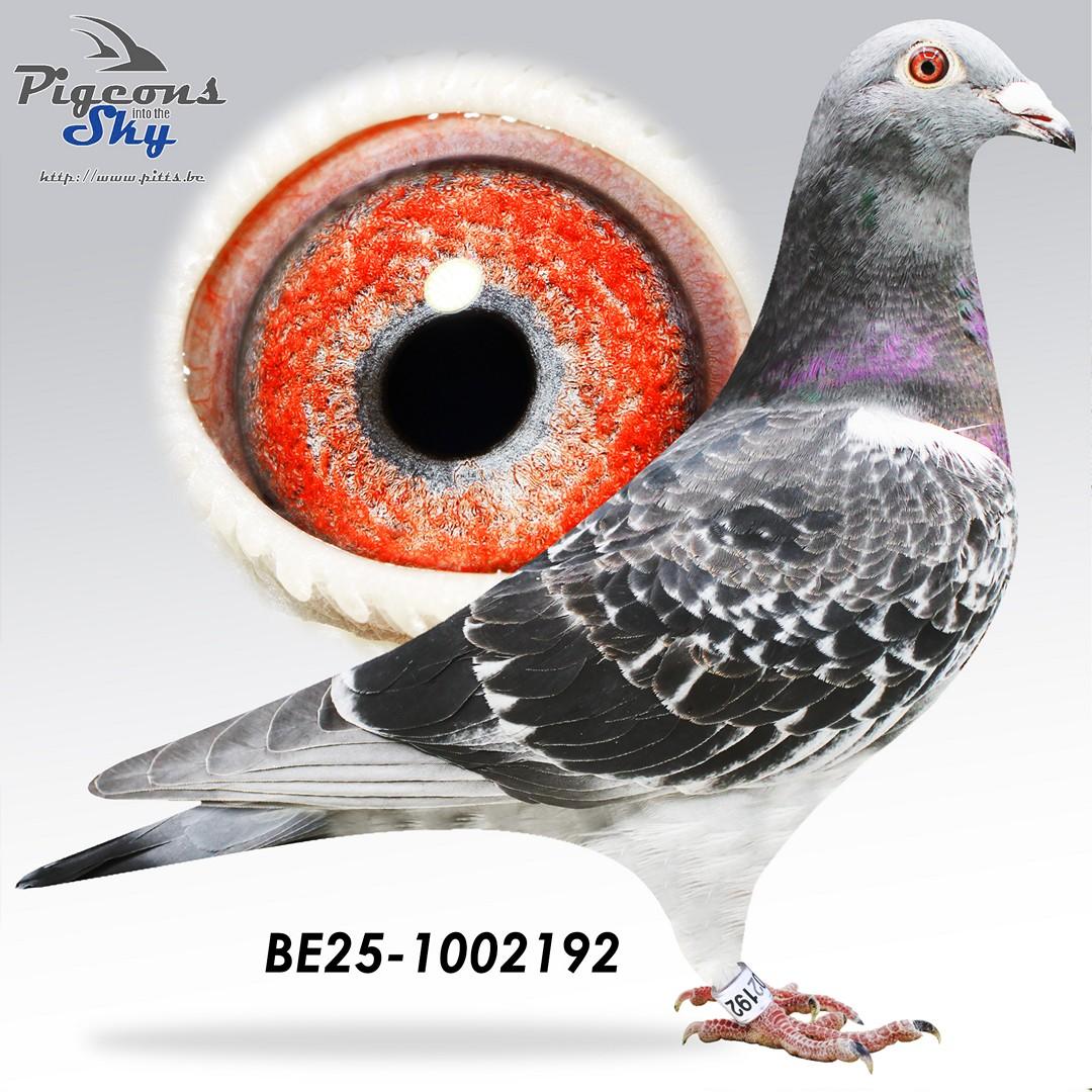 Zoon vader 1° Nat Libourne x 18° Nat As Fond 