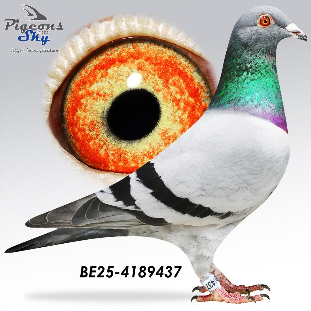 Broer 1° Nat Libourne x Zus 4° Nat Libourne 