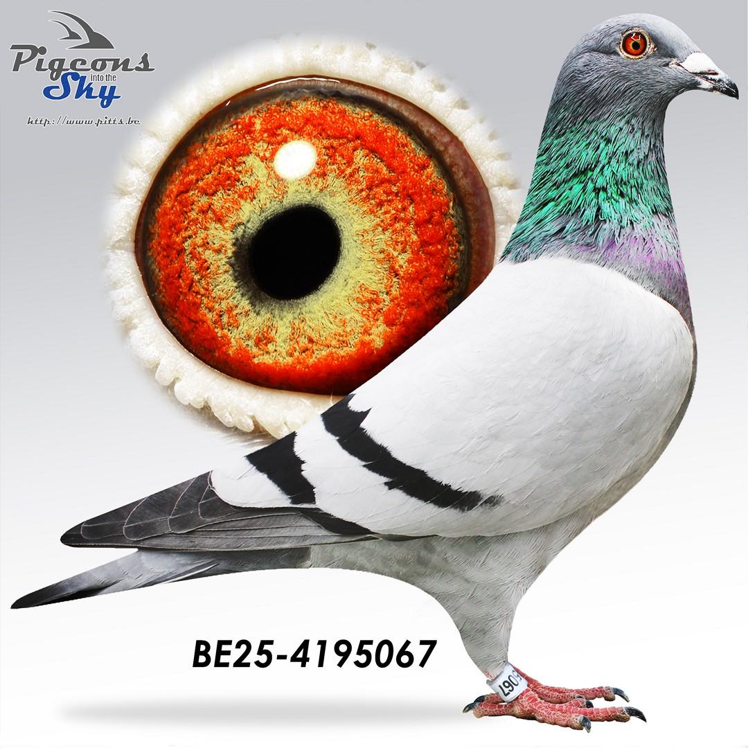 L'increvabe x La Pau 