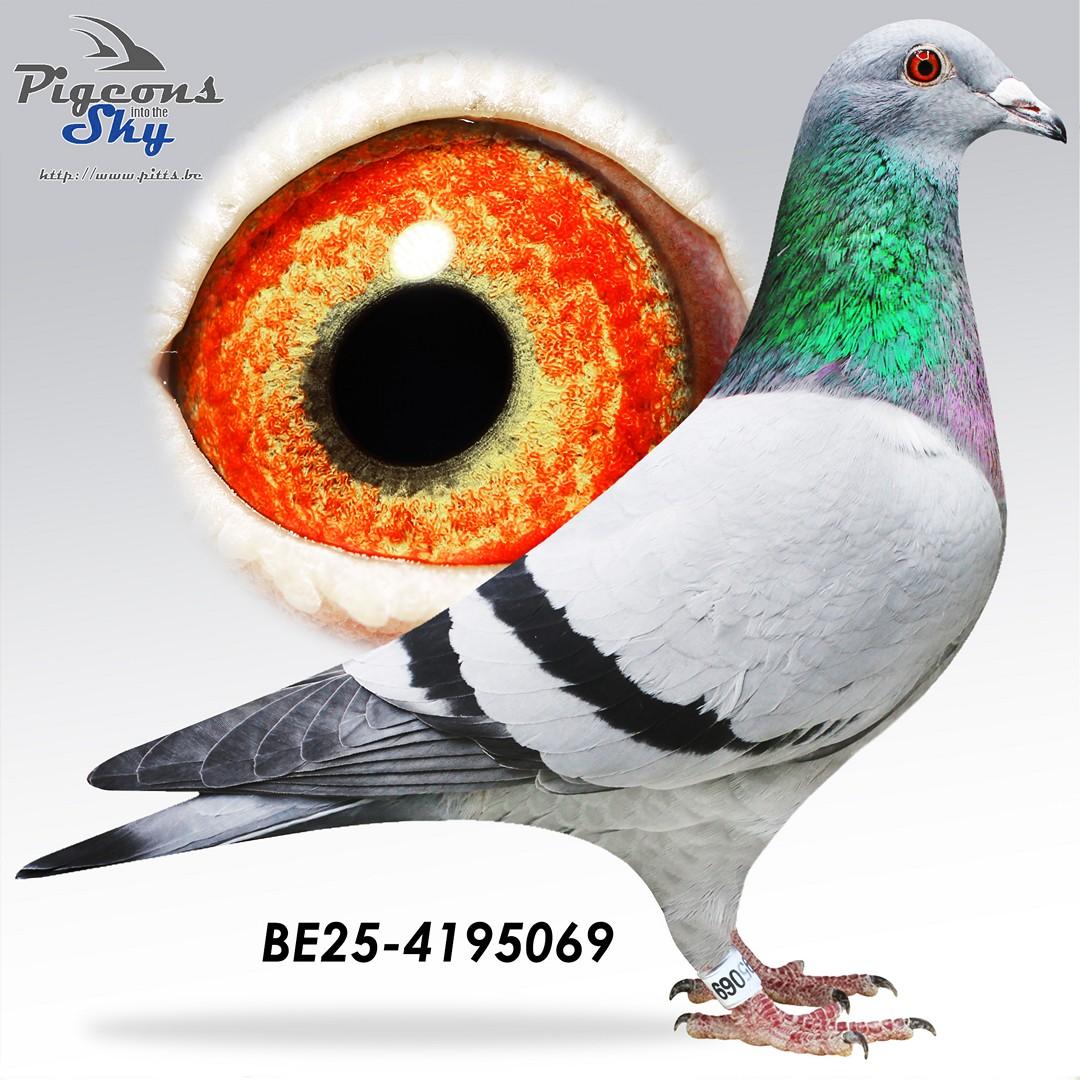 Broer 1° Nat Libourne x Zus 4° Nat Libourne 