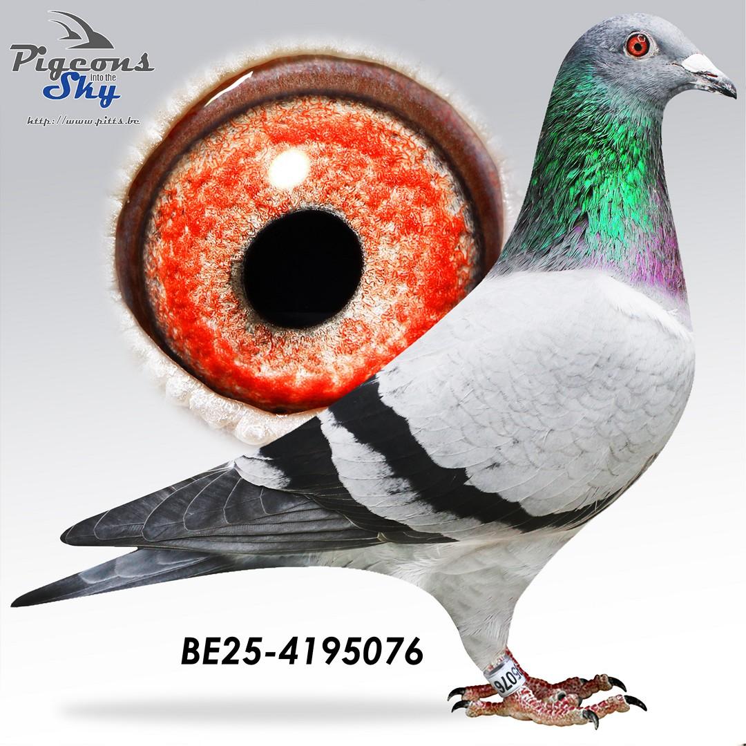 Zoon 3° Nat Marseille x Dochter 2° nat Marseille 