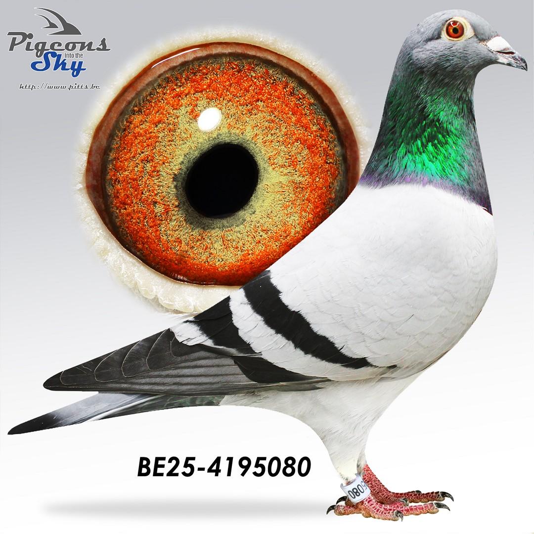 Zoon 36° Nat Perpignan x Kleindochter 3° Nat Libourne 