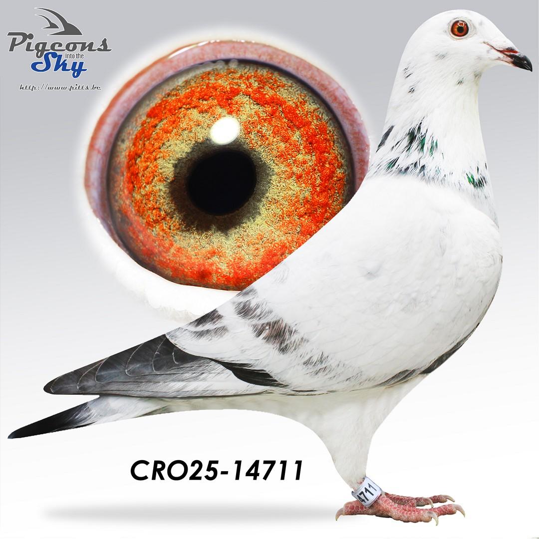 Briki x Adams Wouters 800 