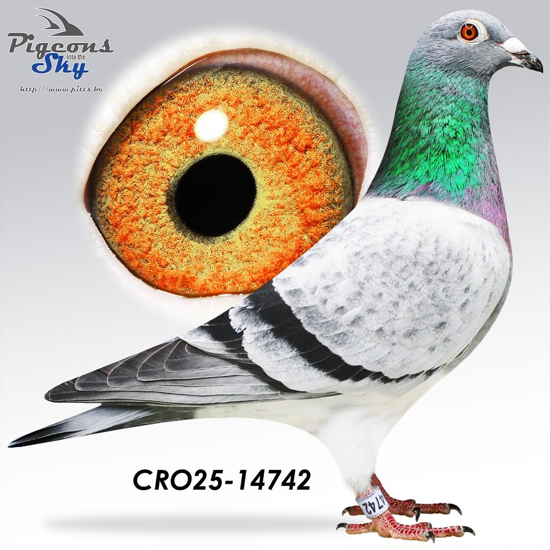 Grizli Adams x Adamlady Pogacar 902 