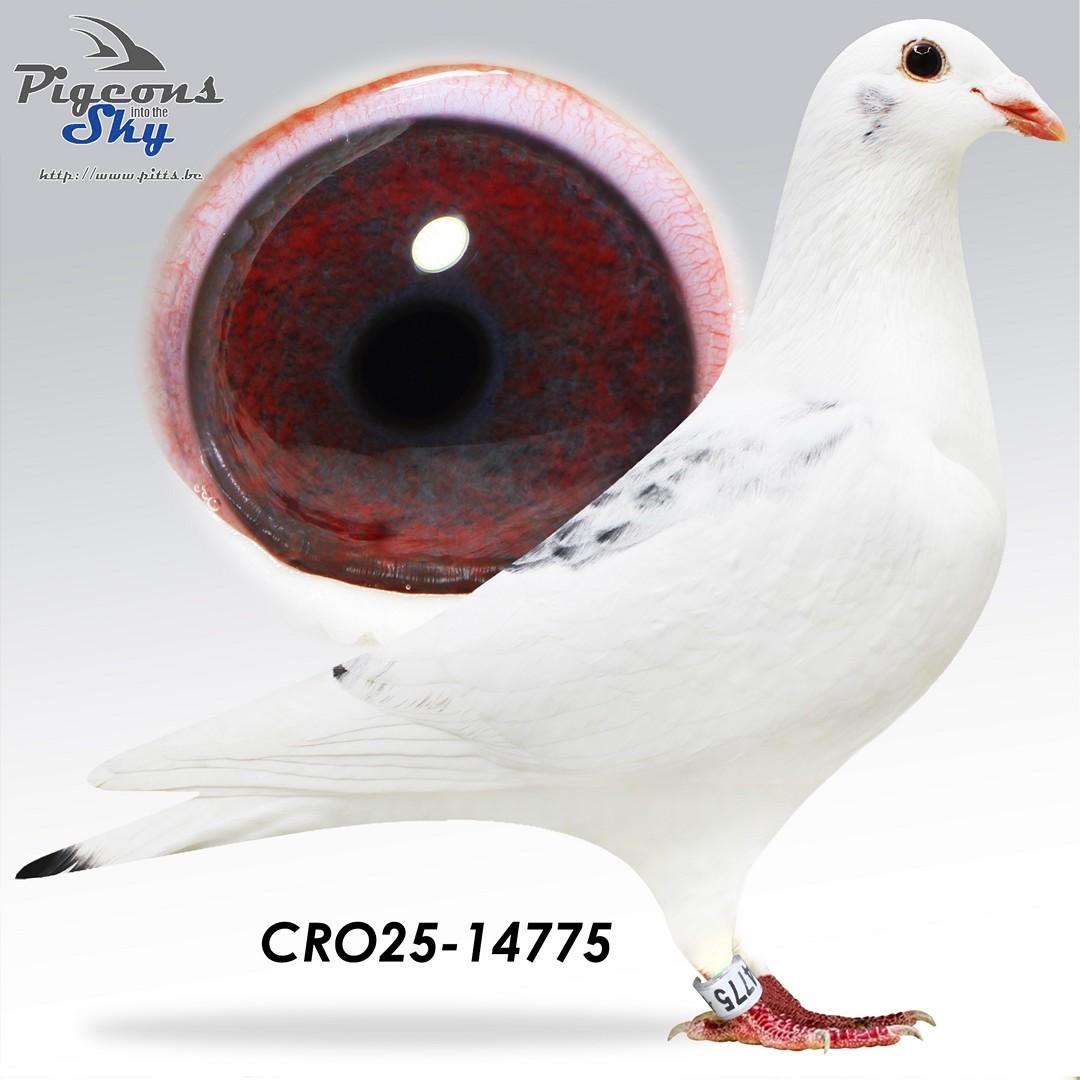 Adams Patrick Nr 1 x Adams Patrick 681 