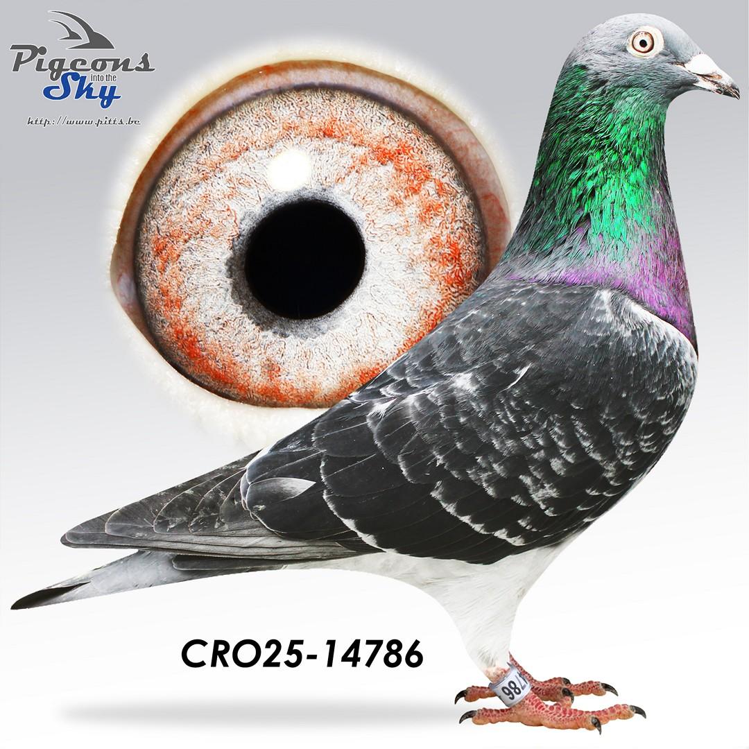 Copy Finn x Sister Amazon Finn 906 