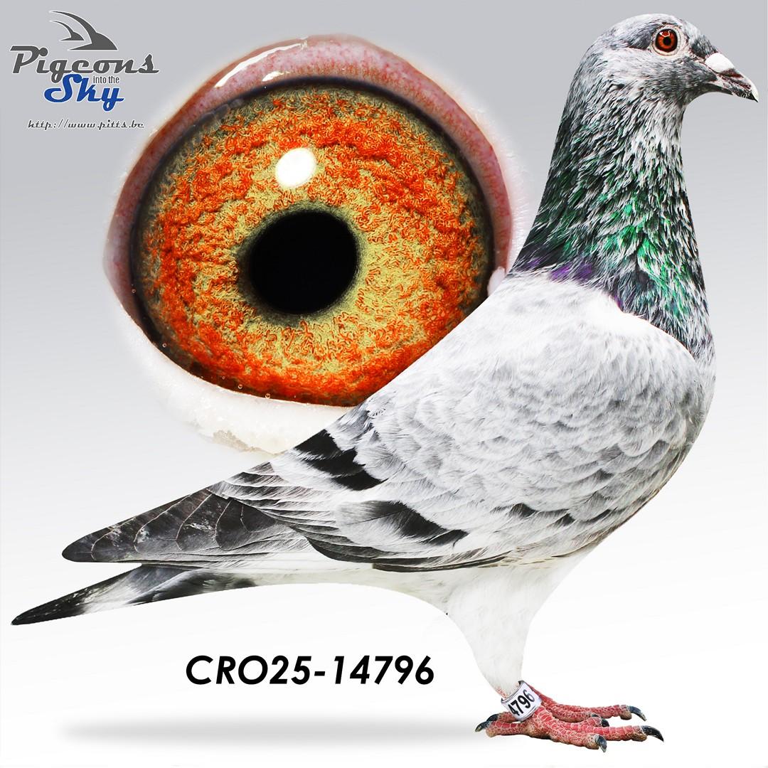 Ferary Grijs 630 x Blue Gucci 