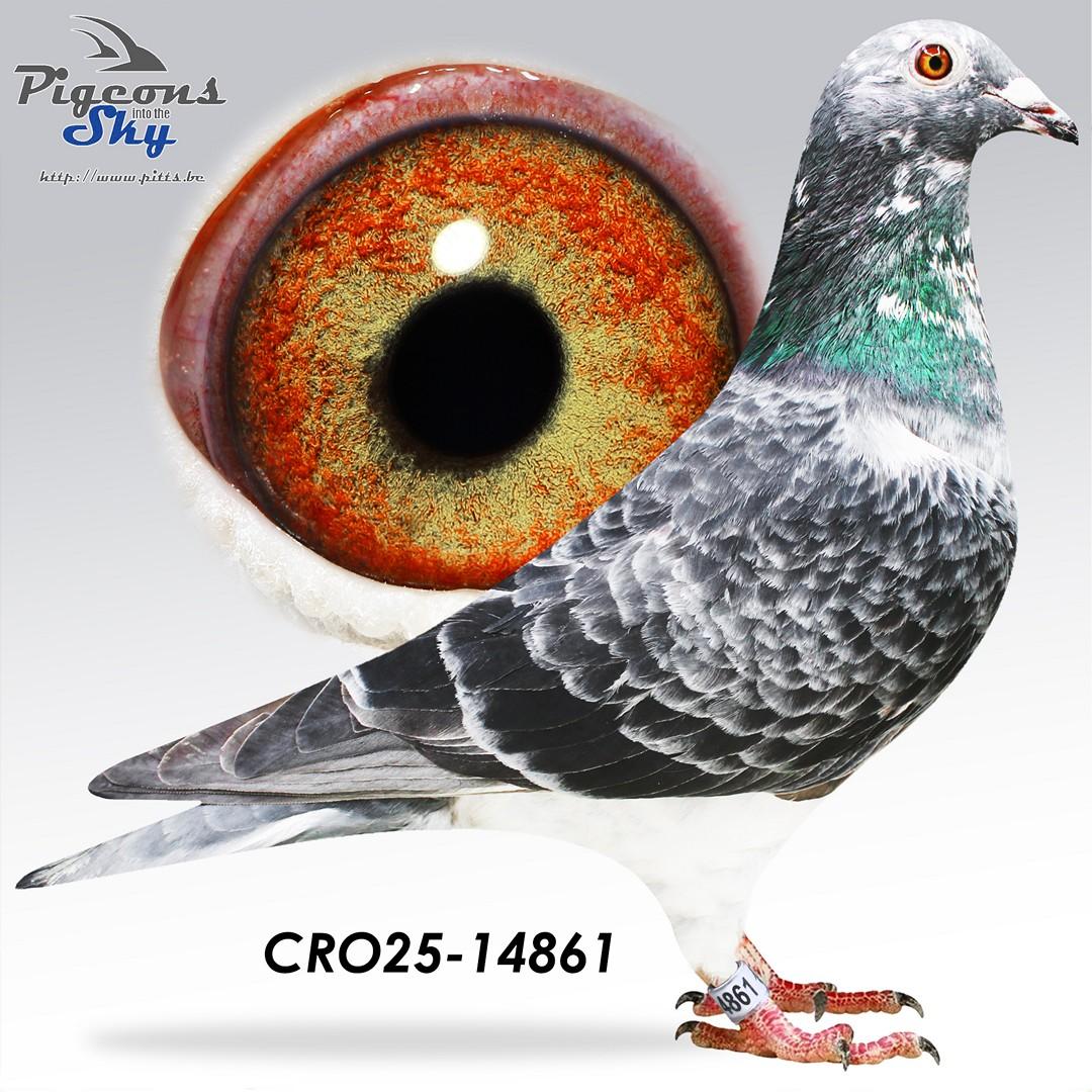 Copy Finn x Leonida 4000 