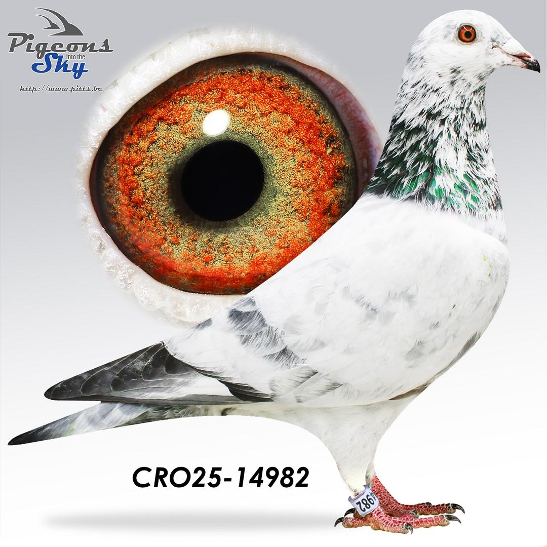 Blue Rico YR x Night Rico 677 