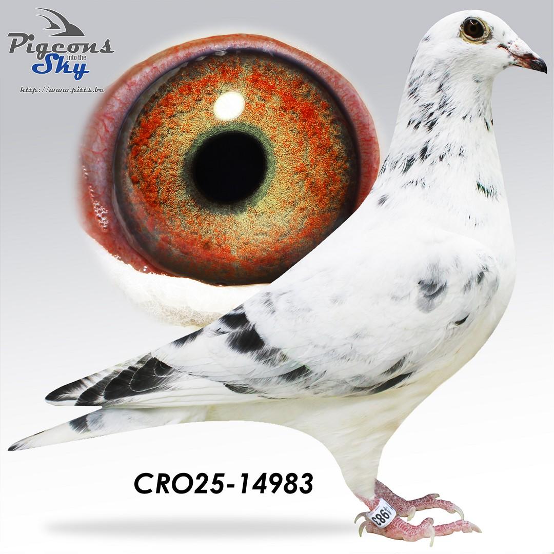 White Raptor x Adams Amazon 677 