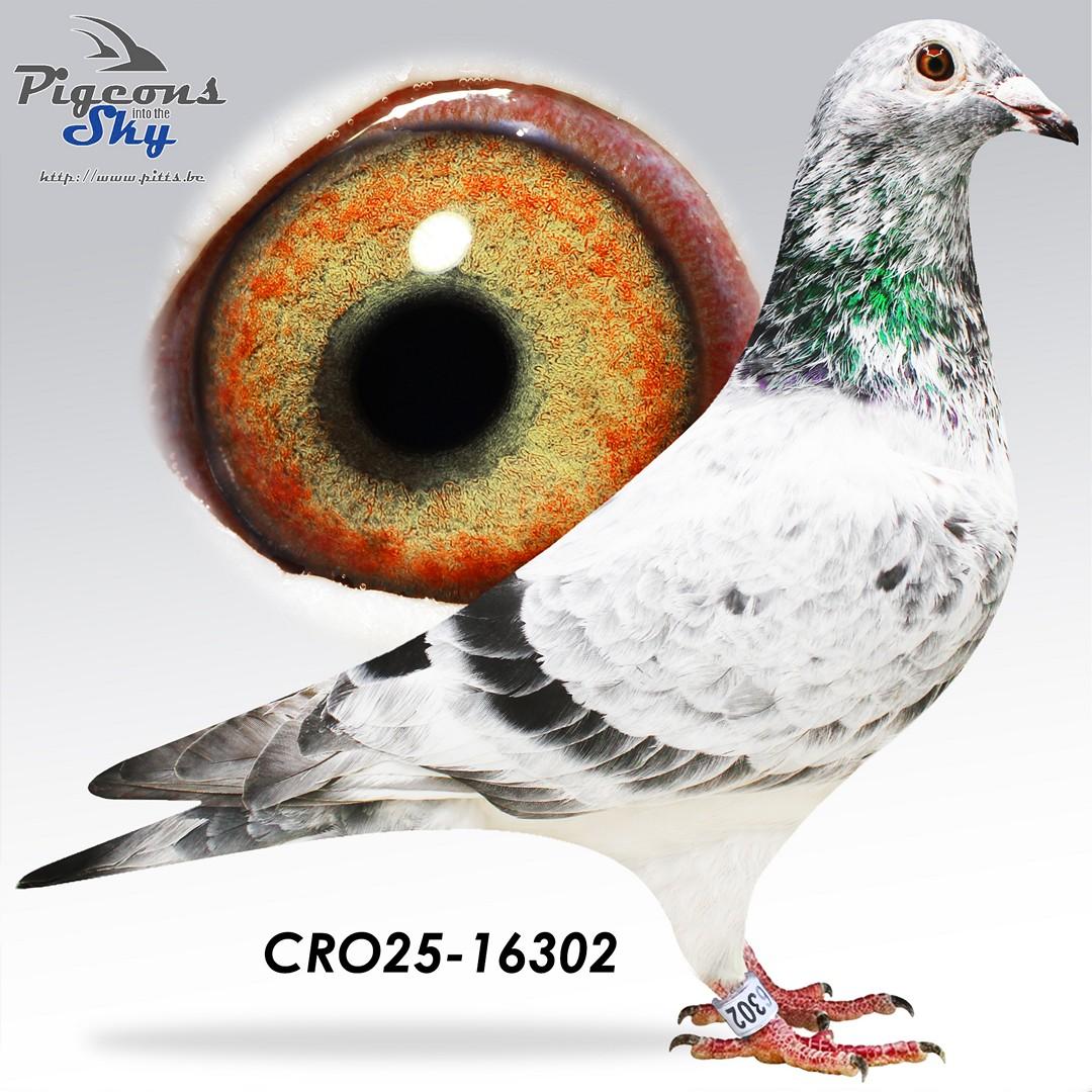 Adams Antar 977 x Adams Antar 978 