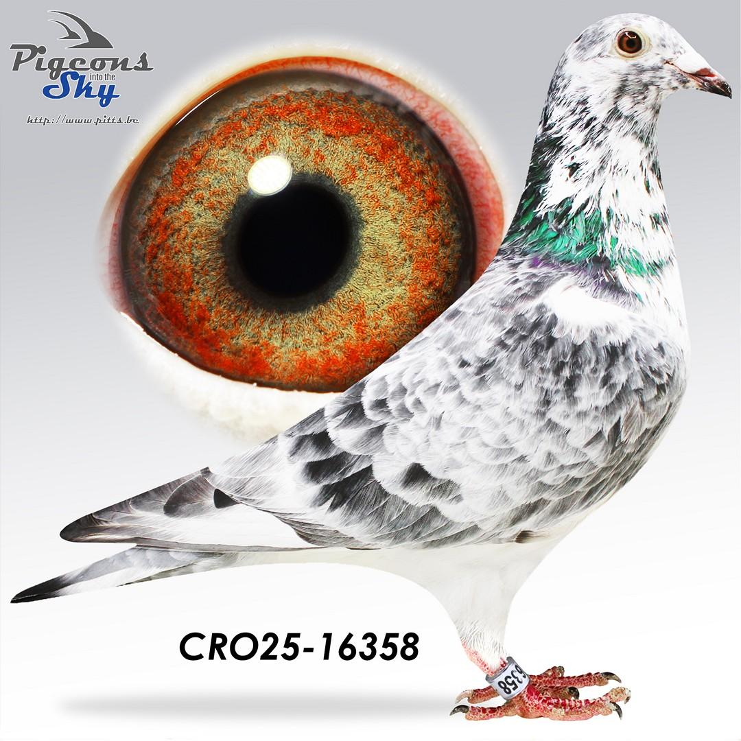 White Raptor x Grijs Gucci Grizly 