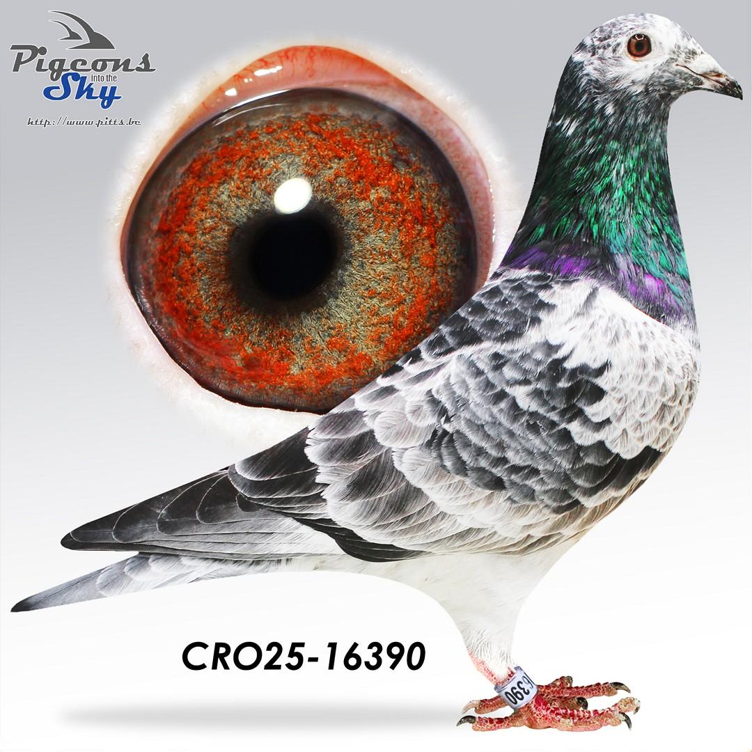 Barracuda x Adams Barca 955 