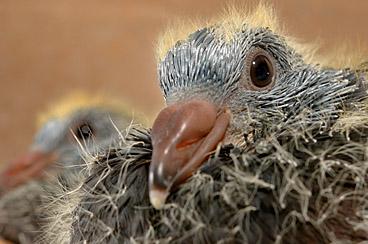 Team Hrcnair/De Mulder Noël, Letterhoutem