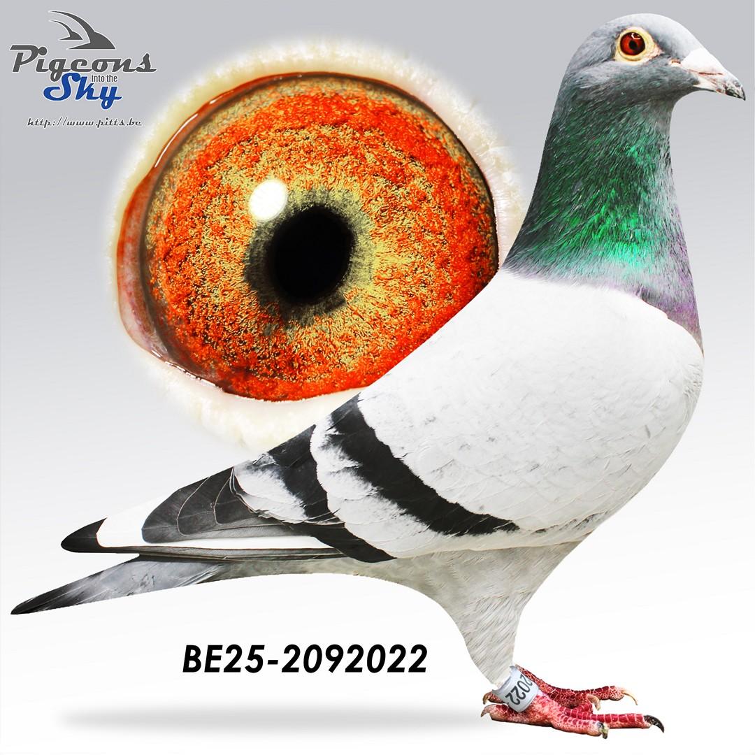 Kleinzoon Porsche 911 x Dochter kleinzoon Kaasboer 